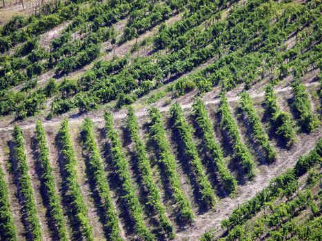 Vineyard in Chianti region. Tuscany
