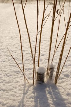 Winter details. Dry plant stem prominent out of snow.