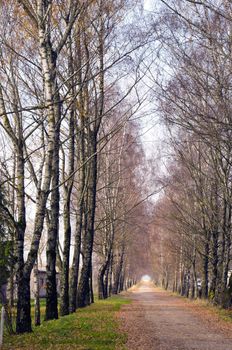Birch tree alley and small gravel road betweem them. Natural rural background.