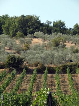 Vineyards and olive fields in Chianti, Tuscany