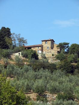 Vineyards and olive fields in Chianti, Tuscany
