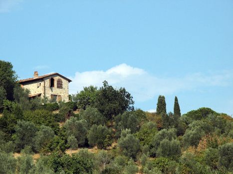 Vineyards and olive fields in Chianti, Tuscany