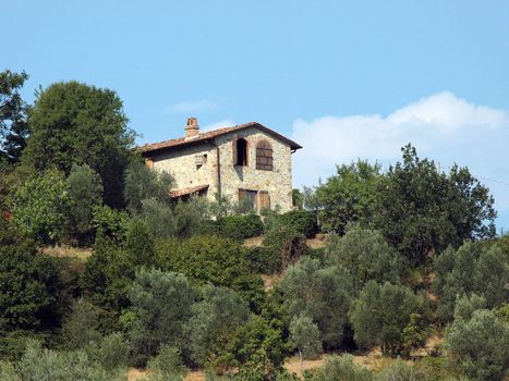 Vineyards and olive fields in Chianti, Tuscany