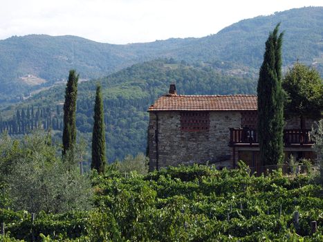 Vineyards and olive fields in Chianti, Tuscany