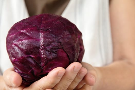 hand holding red cabbage