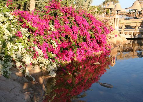Egypt. Flowers in Resort Sharm-Al-Sheikh 