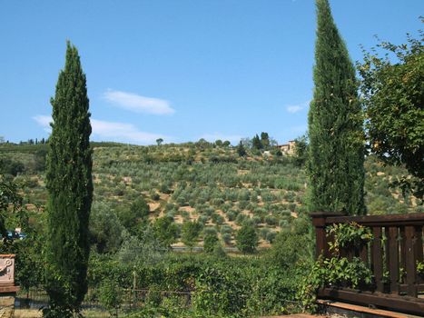 Vineyards and olive fields in Chianti, Tuscany