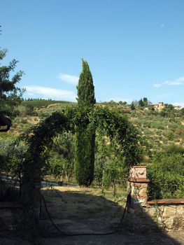 Vineyards and olive fields in Chianti, Tuscany
