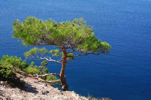 Ukraine. Crimea peninsula. The Black Sea. Pine tree next to the azure sea