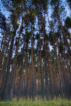 Forest of pines in Teruel
Canon 40D 10-22mm