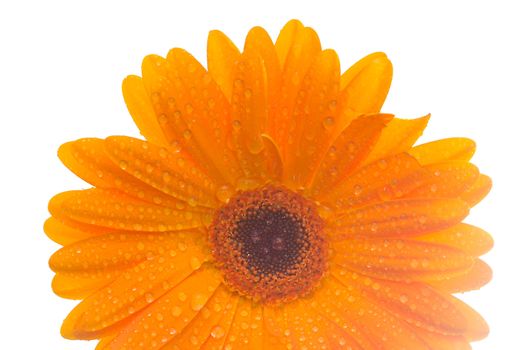 close-up front view orange gerbera flower with water-drops, isolated on white