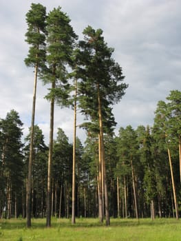 Pine trees in the evening, middle Russia