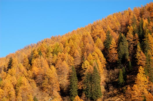 Autumn trees in forest (alpe devero Italy)