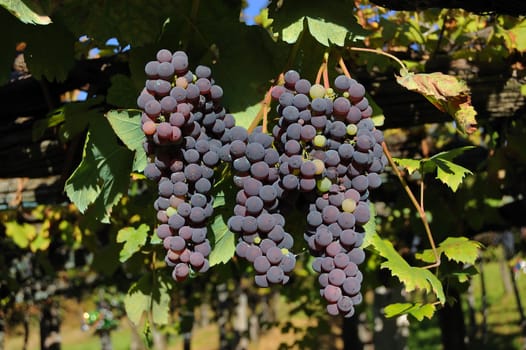 Three Black grape bunch in its natural background