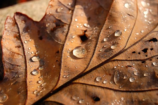 Closeup of droplets over a dead leaf