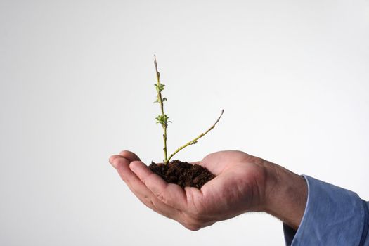 a tiny little tree starting to bloom in human hand, leafs just appearing