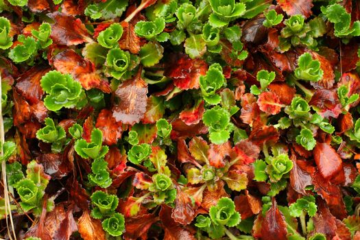 Real morning dew drops on colorful plantleafs,great for backgrounds or freshness concept