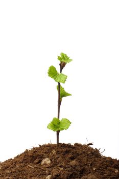 A small sapling growing from a pile of dirt, isolated on white, concept shot depicting hope