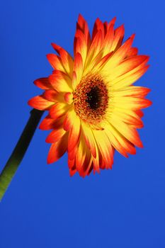 Red and Yellow gerbera flower isolated against a deep blue background