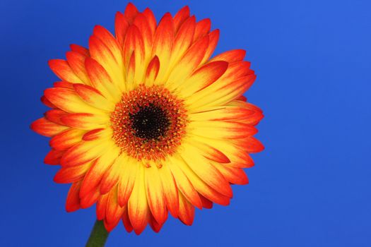Red and Yellow gerbera flower isolated against a deep blue background