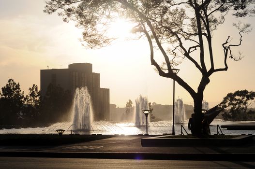 A series of fountains in downtown Los Angeles, near the Department of Water and Power building.  A jacaranda tree is silhouetted by the late afternoon sun.