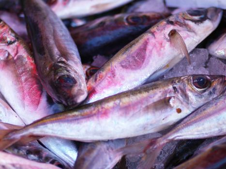 fresh fish on ice on market stand