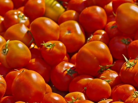 fresh tomatoes in bright sunlight