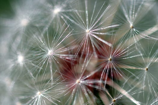 Dandelion full seed head with blurred natural background.