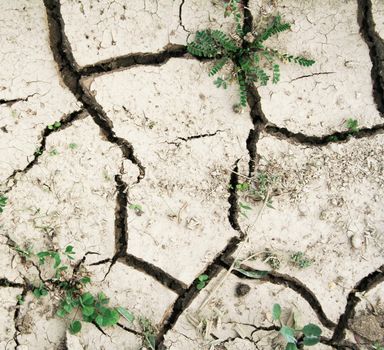 Grass on the ground with fissures texture can use as ecocatastrophe background 