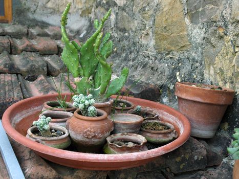 collection of cacti in ceramic flowerpots