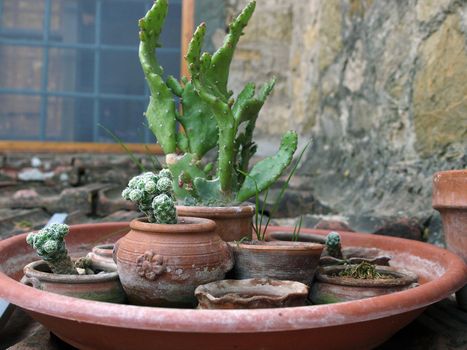 collection of cacti in ceramic flowerpots