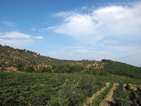 Vineyards and olive fields in Chianti, Tuscany