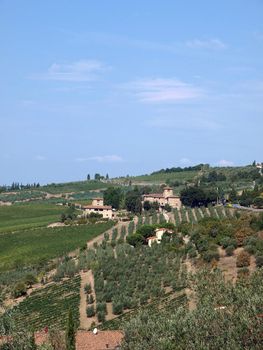 Vineyards and olive fields in Chianti, Tuscany