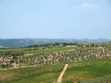 Vineyards and olive fields in Chianti, Tuscany