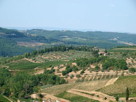 Vineyards and olive fields in Chianti, Tuscany
