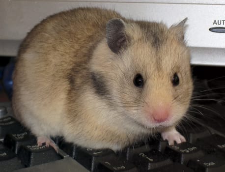 little hamster sitting on the keyboard