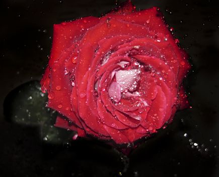 red rose on a black background with water droplets