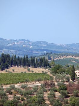 Vineyards and olive fields in Chianti, Tuscany