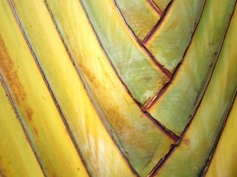 Texture and surface of the palm tree