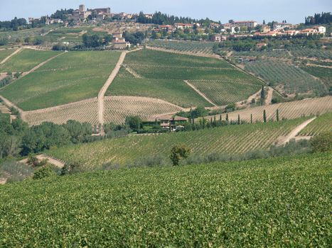 Vineyards and olive fields in Chianti, Tuscany