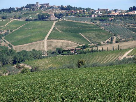 Vineyards and olive fields in Chianti, Tuscany