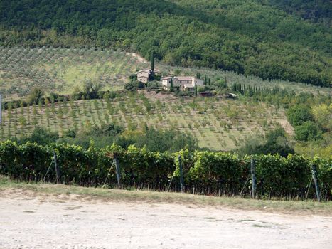 Villa in Tuscany amongst vineyards and an olive groves