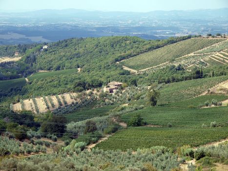 Vineyards and olive fields in Chianti, Tuscany
