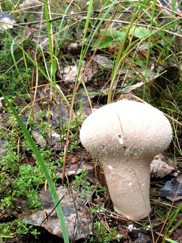 Mushrooms - are part of nature. Some mushrooms can be eaten.