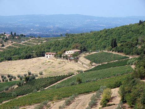 Vineyards and olive fields in Chianti, Tuscany