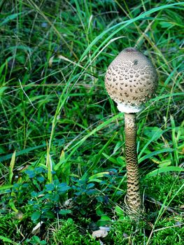 Mushrooms - are part of nature. Some mushrooms can be eaten.