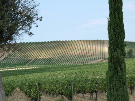 Vineyard - one of the biggest riches Tuscany 