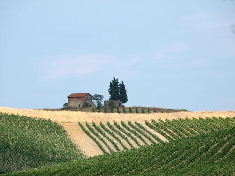 Tuscany - solitary old house on the hill amongst vineyards 