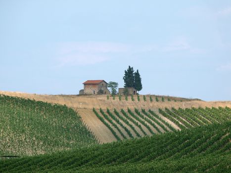 Tuscany - solitary old house on the hill amongst vineyards 