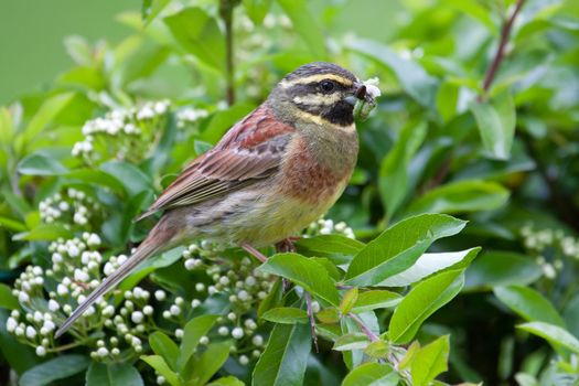 Male Cirl Bunting (Emberiza cirlus) with worms in his beak.